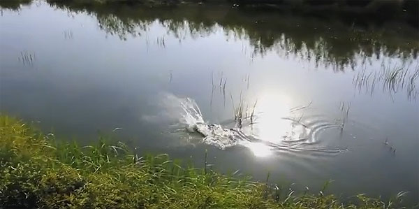 подходящий водоем для щуки