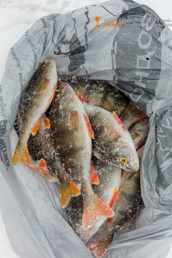 Ловля на мормышку улов