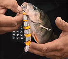 Воблеры Akara Mullet и Best Minnow рекомендованы для твичинга!