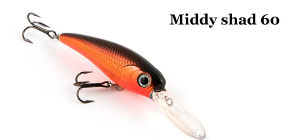 shad
