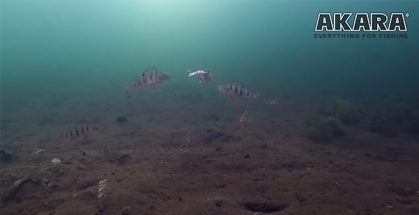 видео под водой зимняя рыбалка